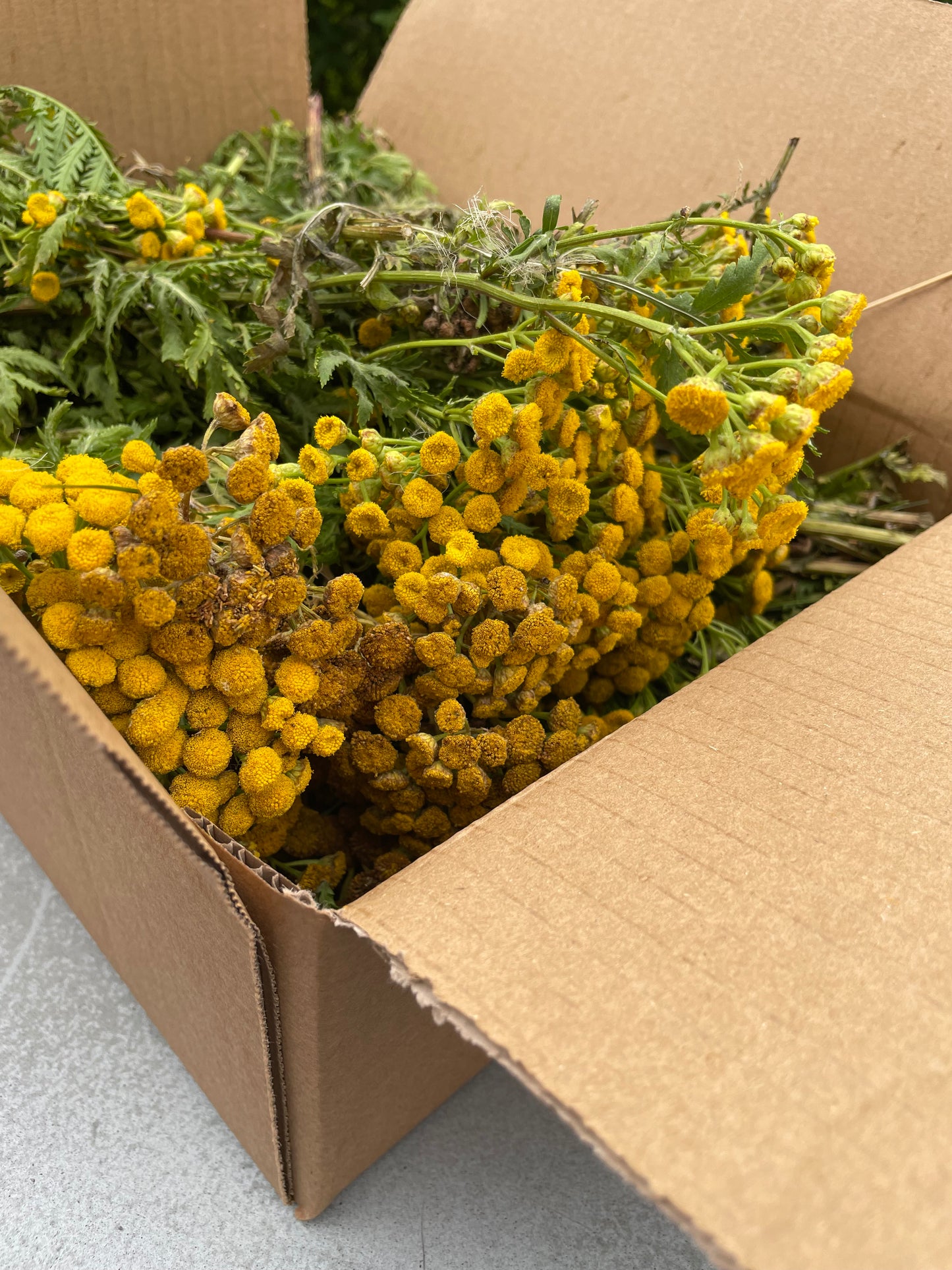 Rejnfan til røgpuster - 800 gram friske planter