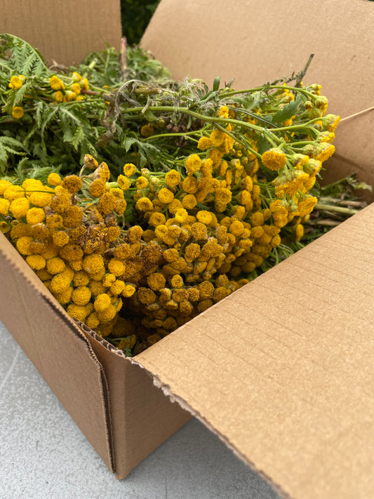 Rejnfan til røgpuster - 800 gram friske planter